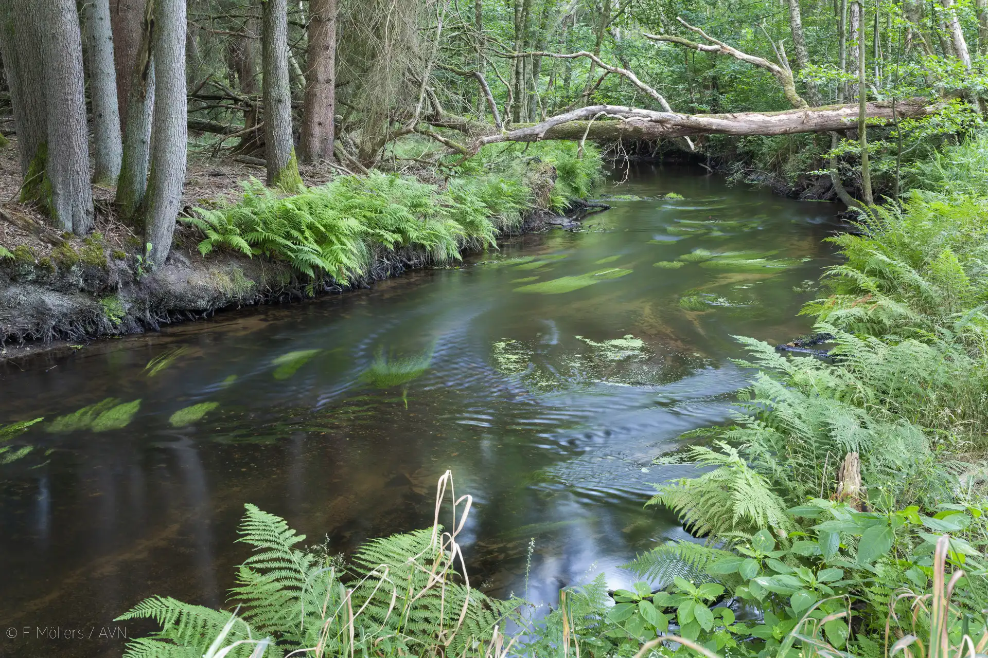 Niedersächsischer Gewässerwettbewerb, Bach im Fluss - Bachperle 2026