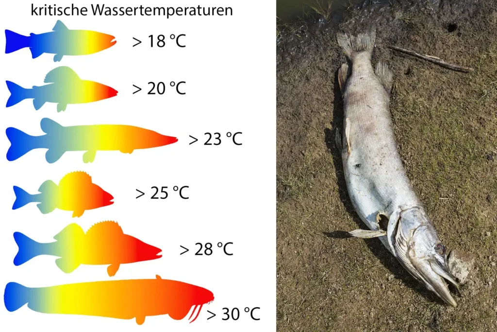 Hitzewelle bedroht Fische und Gewässer