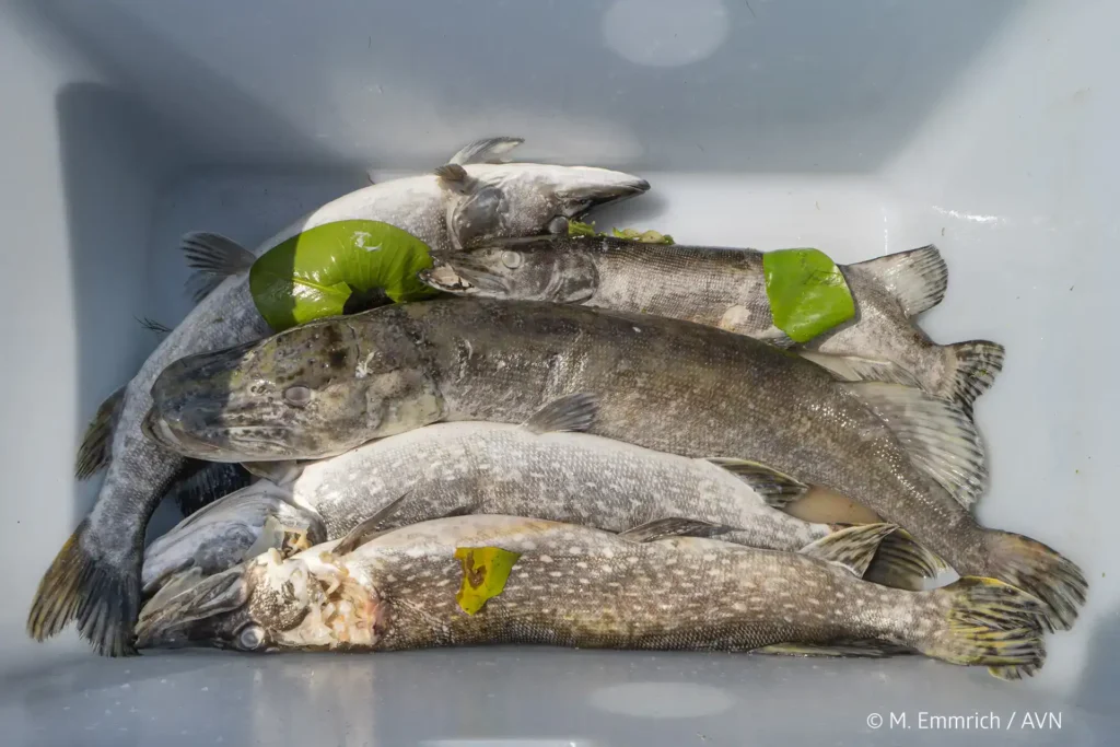 Tote Hechte in einer Wanne nach dem Fischsterben am Steinhuder Meer