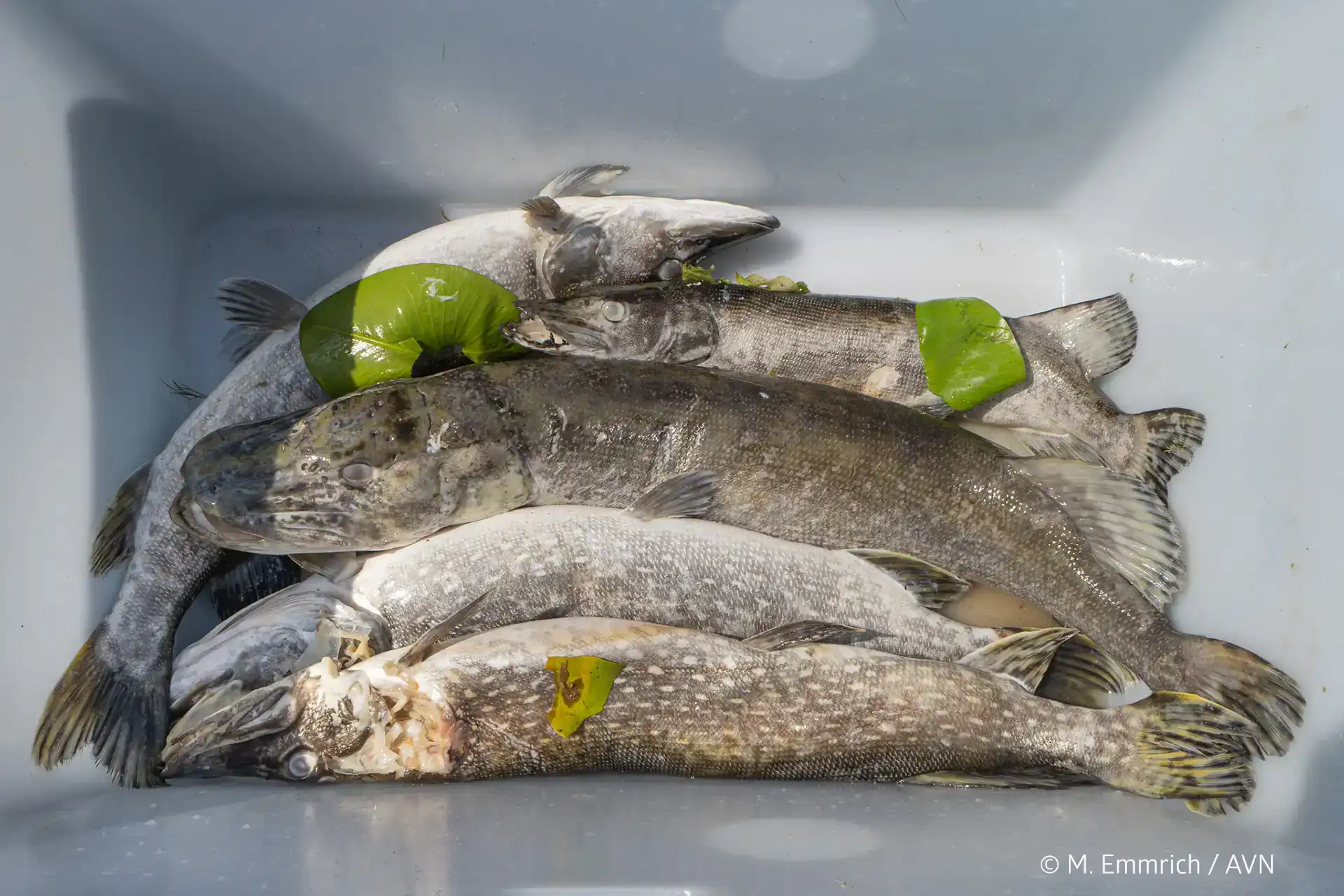 Tote Hechte in einer Wanne nach dem Fischsterben am Steinhuder Meer