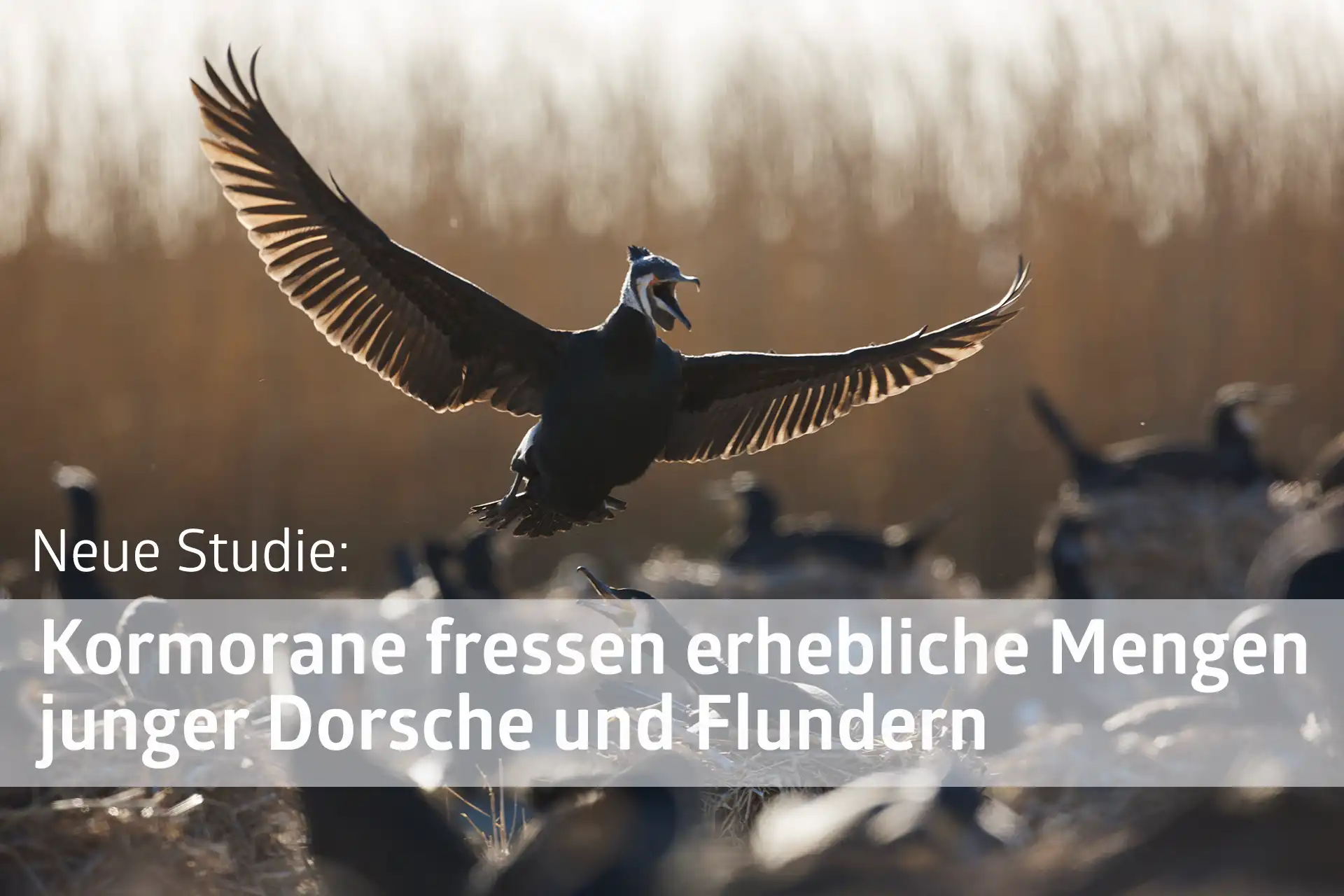 Kormorane - Prädationsdruck auf junge Dorsche und Flundern in der Ostsee