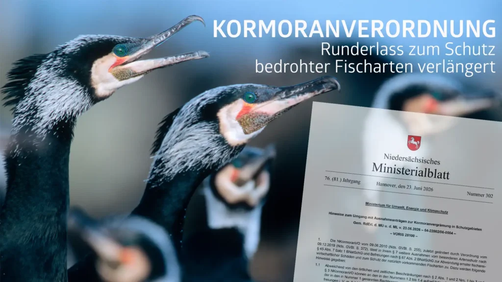 Runderlass zur Kormoranbejagung verlängert